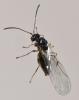 Neuroterus sp.